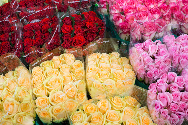 Beaucoup de couleurs de roses
 - Photo, image