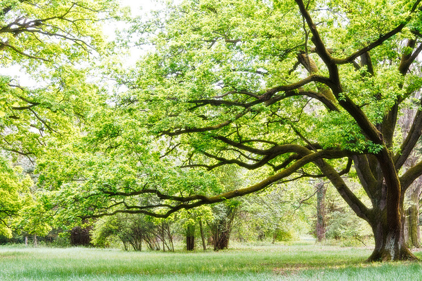 drzewo, park - Zdjęcie, obraz