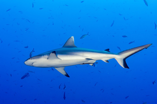 Grey shark ready to attack underwater - Photo, Image