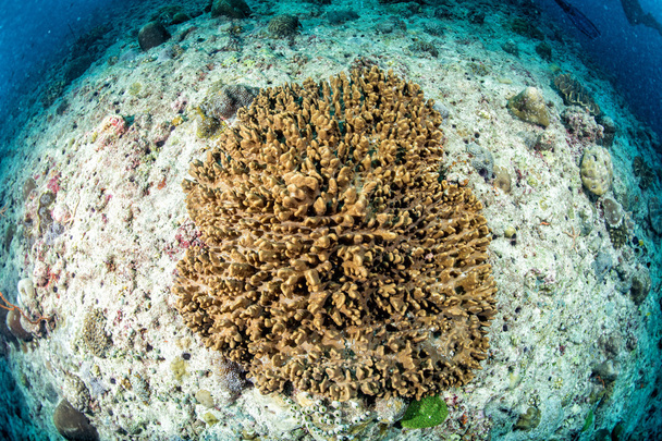 Maldives dur maison de corail pour les poissons
 - Photo, image