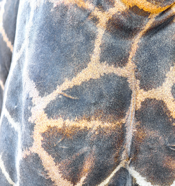giraffe skin texture - Photo, Image