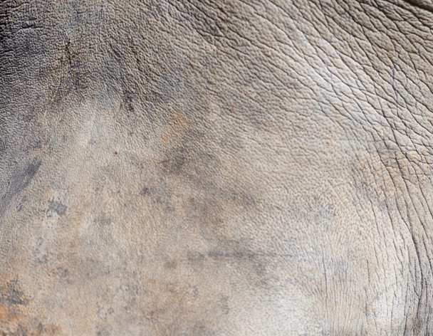 Textura de piel de rinoceronte
 - Foto, Imagen