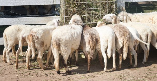 moutons dans la ferme
 - Photo, image