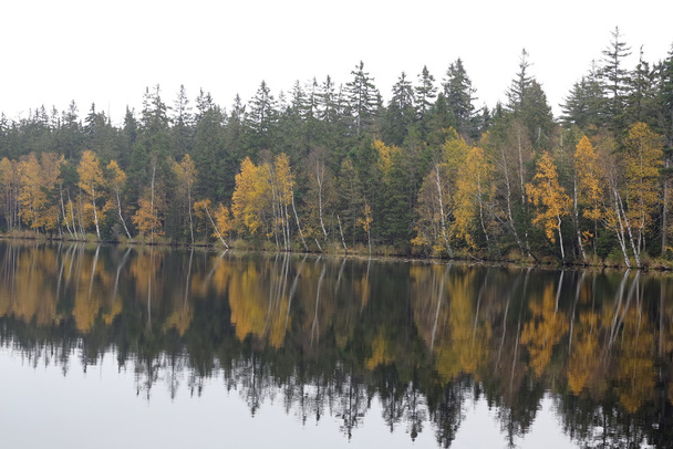 秋の湖のほとりの木 - 写真・画像
