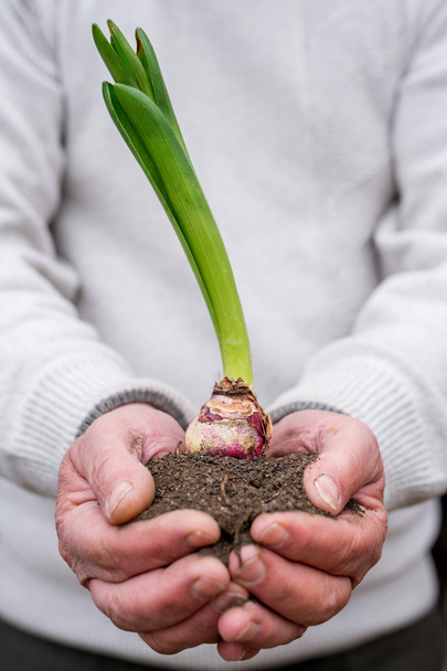 ґрунт і рослина в згущених руках
 - Фото, зображення