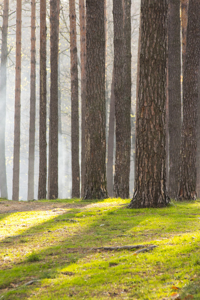 Light penetrates through the trees in the morning woods - Valokuva, kuva