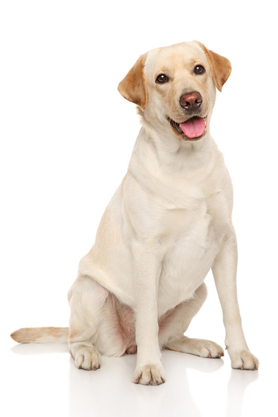 ラブラドル ・ レトリーバー犬 - 写真・画像