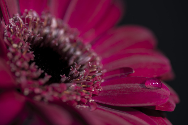 eine lila / rote Blumennahaufnahme, mit einem einzigen Tropfen Wasser auf einem Blütenblatt - Foto, Bild