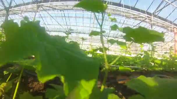 Greenhouse cucumbers . Gopro . The sun. Volume . Grow - Footage, Video