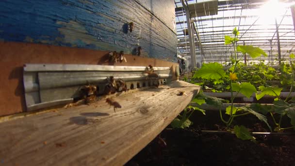 Beehive . Hive. Pollination. cucumbers. Gopro - Footage, Video