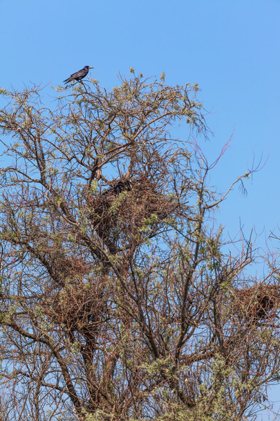 Crow on a tree - Foto, Imagen