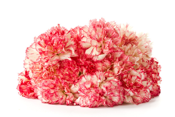 Blooming pink carnation - Fotografie, Obrázek