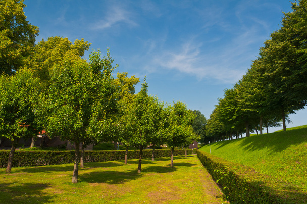 Green trees in park - Fotografie, Obrázek