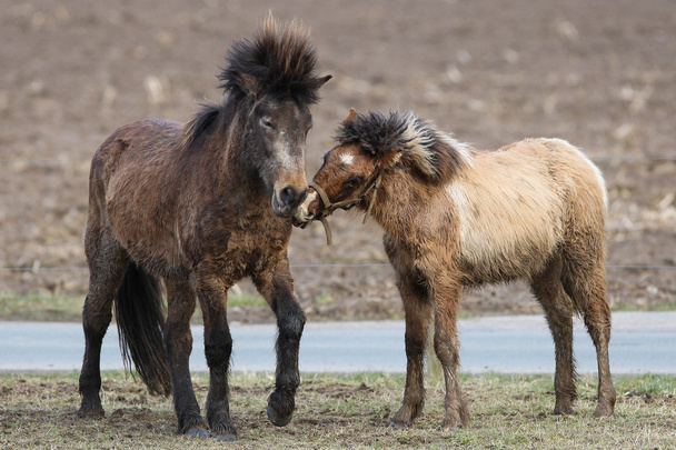 De IJslanders, IJsland paarden, IJsland pony, IJsland, Pony, paard - Foto, afbeelding
