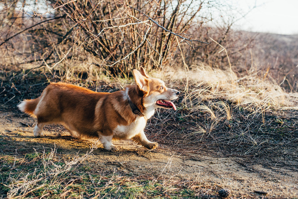welsh corgi dog walking in the forest - Fotoğraf, Görsel