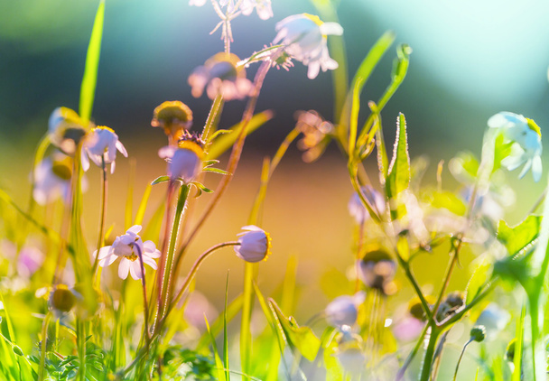 Wild flowers on meadow - Photo, Image