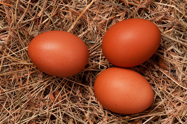 œufs dans le nid
 - Photo, image