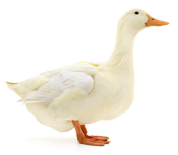White duck on white. - Foto, Imagem