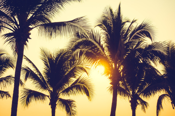 Silhouettes of palm trees on beach and sea - Photo, Image