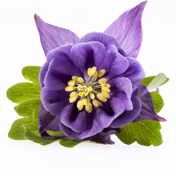 Enkelvoudige Violet bloem van Aquilegia Vulgaris geïsoleerd op witte achtergrond - Foto, afbeelding