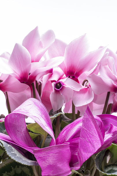 pink flowers of cyclamen with ribbon on white background - Photo, Image