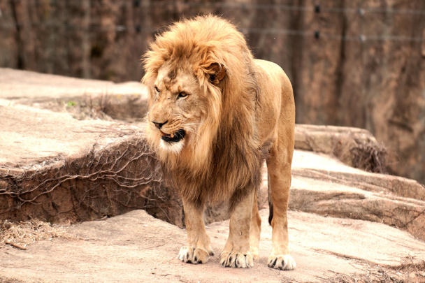 mężczyzna lwa afrykańskiego - Zdjęcie, obraz