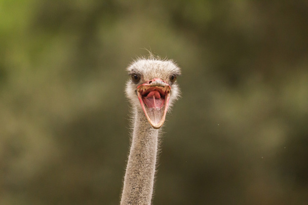 mad ostrich screaming on safari park - Foto, Imagen