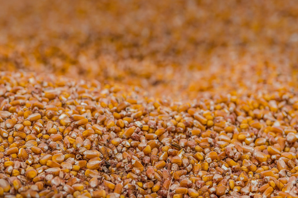 トウモロコシの穀粒と穂軸 - 写真・画像