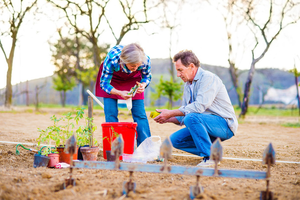 Senior couple planting seedlings - Photo, image