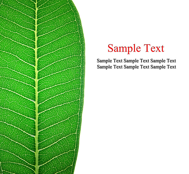 Close up on green leaf texture on white background - Foto, Bild