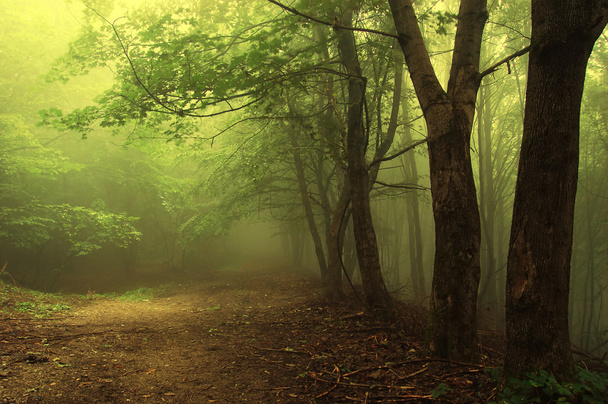 zelený les s mlhou - Fotografie, Obrázek