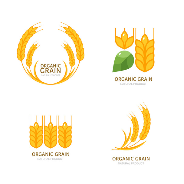 Concept for organic products, harvest and farming, grain, bakery - Vektori, kuva
