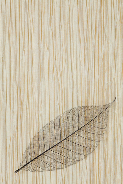 Dry transparent leaf - Photo, Image