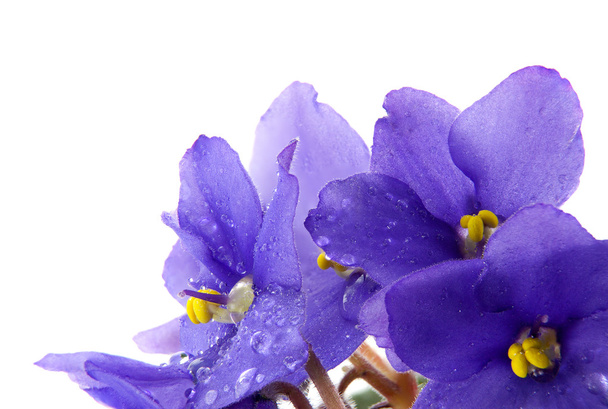 Цветы фиалки с капельками воды
 - Фото, изображение