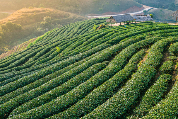 Плантація зеленого чаю на горі
 - Фото, зображення