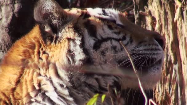 siberian tiger relaxing in the forrest - Video, Çekim