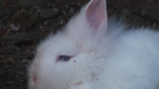 entzückendes Kaninchen aus nächster Nähe - Filmmaterial, Video