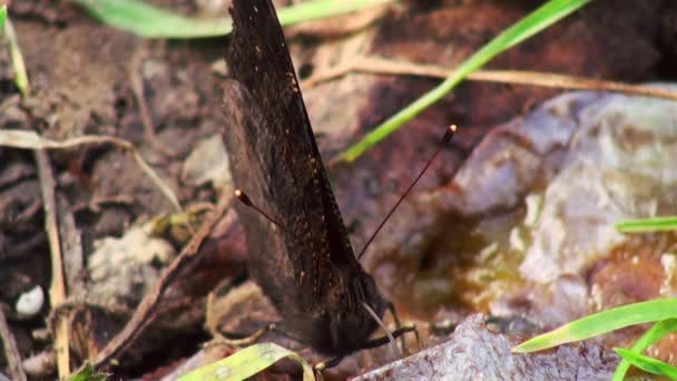 ヨーロッパの孔雀蝶 (Aglais io) - 映像、動画