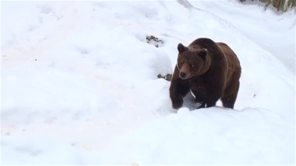 Η καφέ αρκούδα στο χιόνι το χειμώνα φύση - Πλάνα, βίντεο
