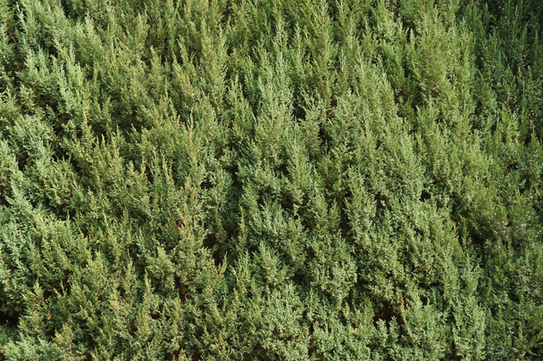 крупним планом соснове дерево
 - Фото, зображення