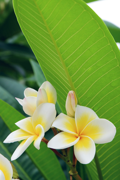 flor tropical frangipani branca, flor de plumeria flor fresca
 - Foto, Imagem