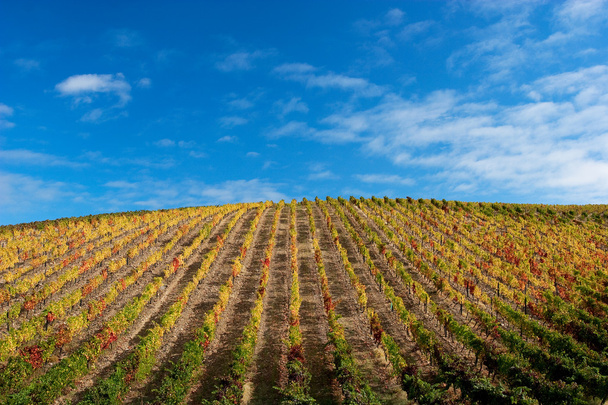 Hermoso paisaje de viñedo con un cielo azul
 - Foto, Imagen