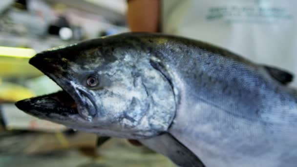 Свіжий лосось на продаж на рибний ринок в Сіетлі - Кадри, відео
