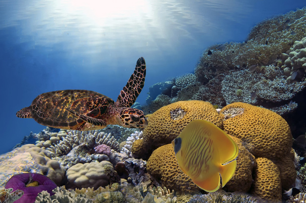 πολύχρωμο κοραλλιογενή ύφαλο με πολλά ψάρια και θαλάσσια χελώνα - Φωτογραφία, εικόνα