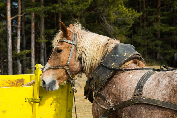Harnessed dray ou projecto de cavalo à espera de um carrinho
 - Foto, Imagem
