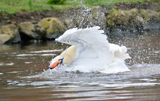 Swan nadando no lago enquanto batendo asas
 - Foto, Imagem