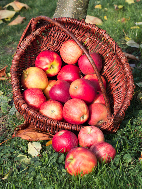 récolte de pommes en automne - Photo, image