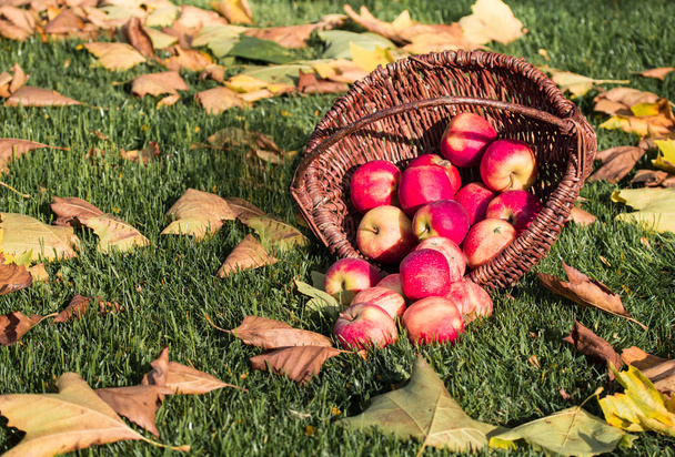συγκομιδή μήλων το φθινόπωρο - Φωτογραφία, εικόνα