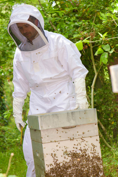 busy beekeeper and man - Foto, afbeelding