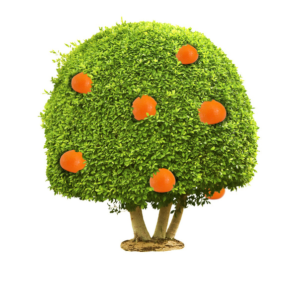 Green tree with orange fruits - Foto, Bild